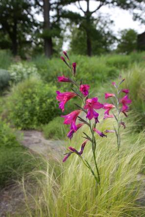 Gladiola communis ssp. byzantinus ‘Cruentus’ is an early blooming Gladiola . The lower grass is Nasella tenuissima.