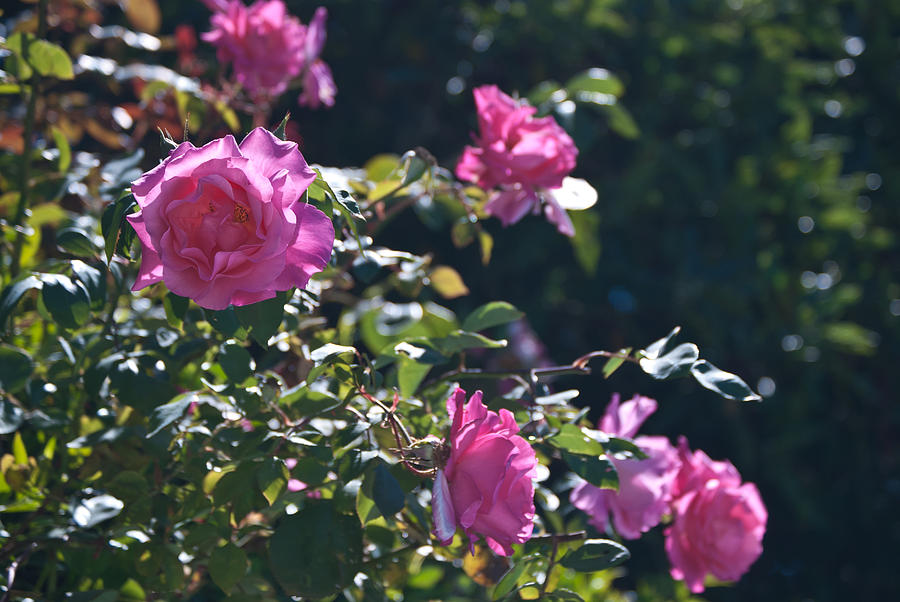 pink-roses-in-the-garden-elya-rafikova
