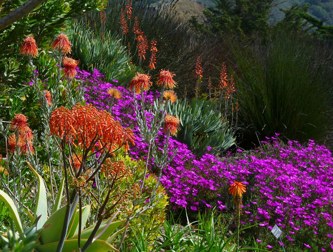 Aloe striata, Leucospermum reflexum, and Lampranthus roseus in the South African garden at Leaning Pine Arboretum. Photo: Mike Bush 